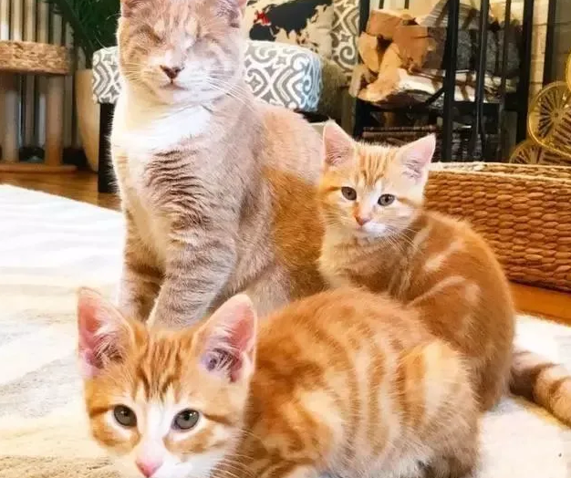 孝顺的橘猫兄弟,带自己失明的母亲回家吃饭(图1)
