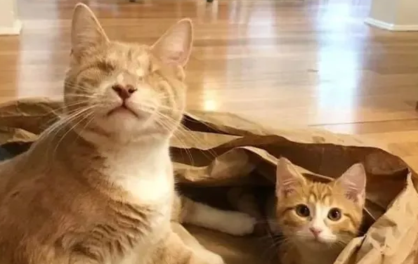孝顺的橘猫兄弟,带自己失明的母亲回家吃饭(图2)