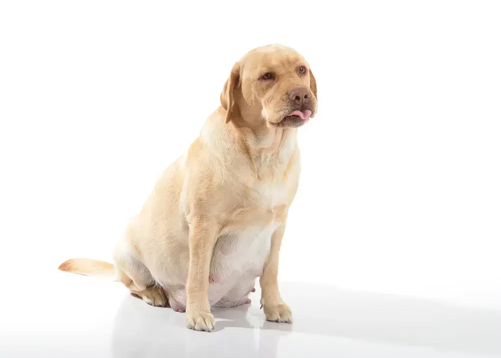 狗狗分娩前有什么表现?怎么给狗狗坐月子?狗狗生产前后的那些注意事项(图3)