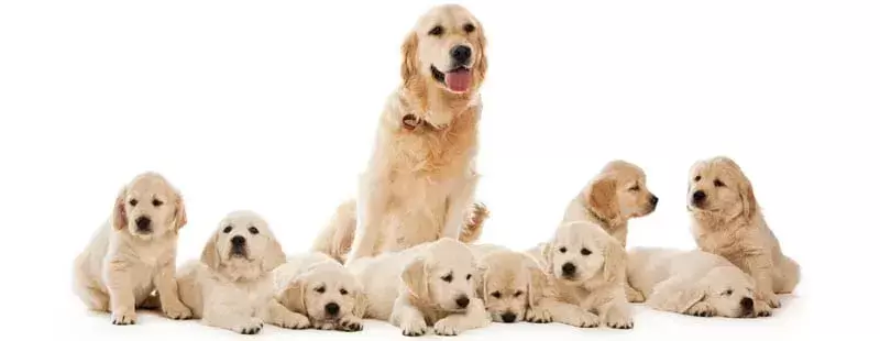 狗狗分娩前有什么表现?怎么给狗狗坐月子?狗狗生产前后的那些注意事项(图5)