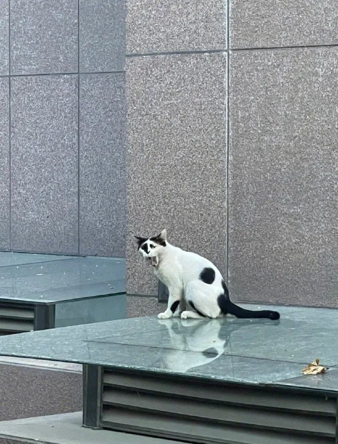 一只奶牛猫长得会有多潦草?看到第一只我就震惊了(图3)