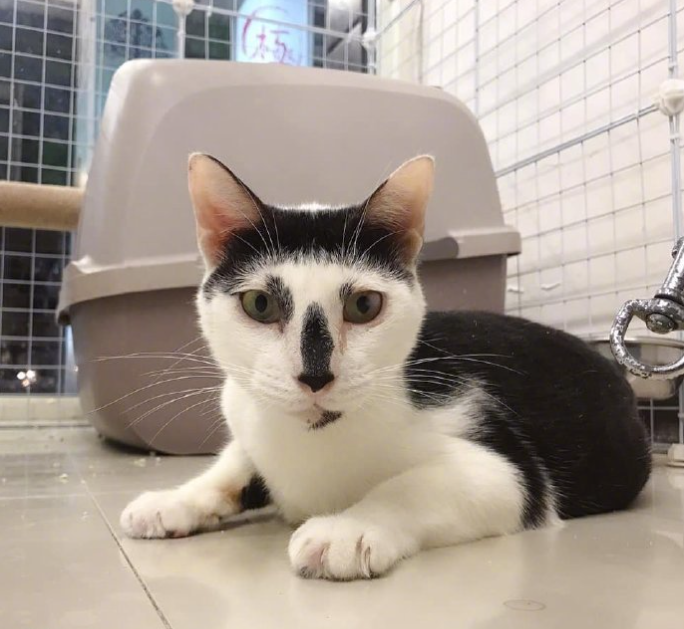 一只奶牛猫长得会有多潦草?看到第一只我就震惊了(图4)