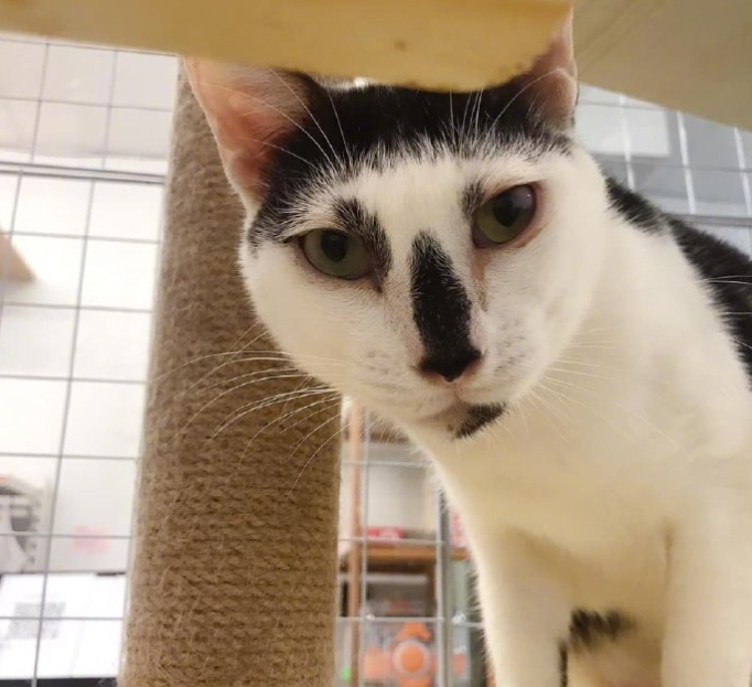 一只奶牛猫长得会有多潦草?看到第一只我就震惊了(图8)