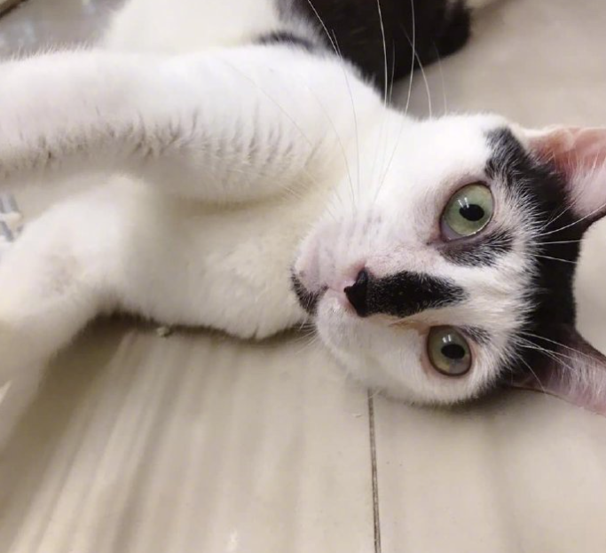 一只奶牛猫长得会有多潦草?看到第一只我就震惊了(图9)