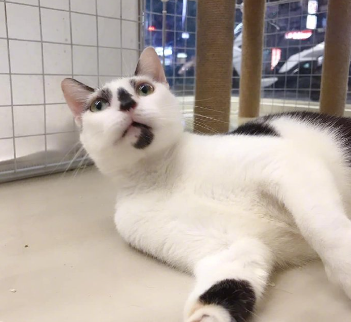 一只奶牛猫长得会有多潦草?看到第一只我就震惊了(图6)