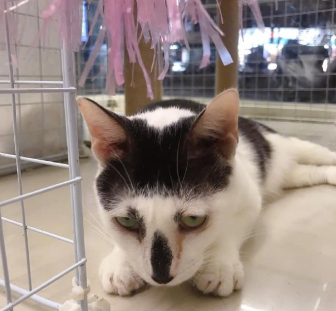 一只奶牛猫长得会有多潦草?看到第一只我就震惊了(图5)