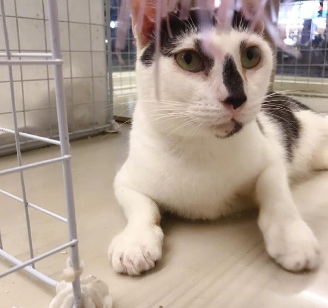 一只奶牛猫长得会有多潦草?看到第一只我就震惊了(图7)