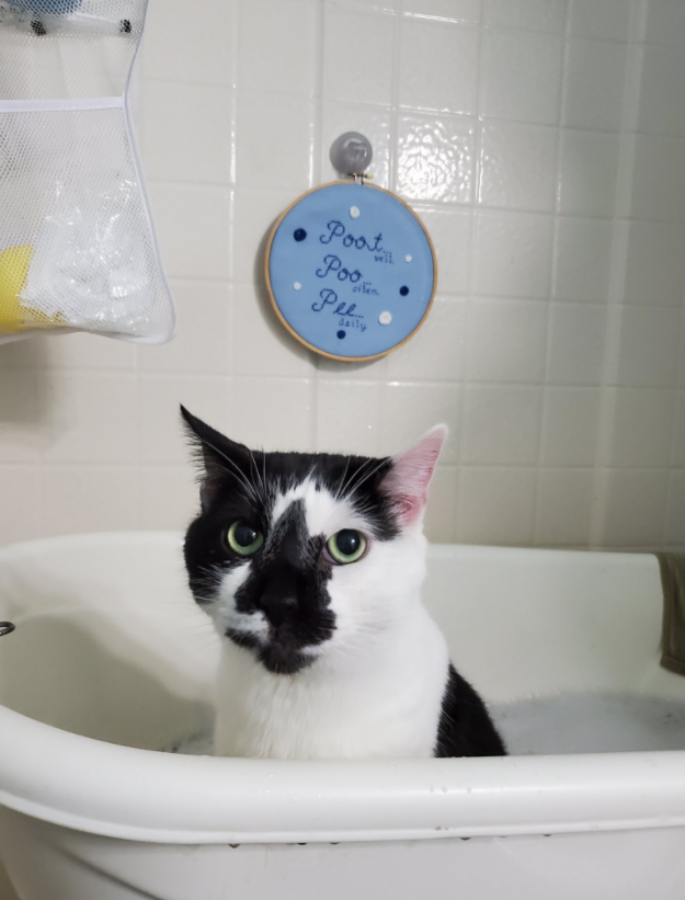 一只奶牛猫长得会有多潦草?看到第一只我就震惊了(图11)