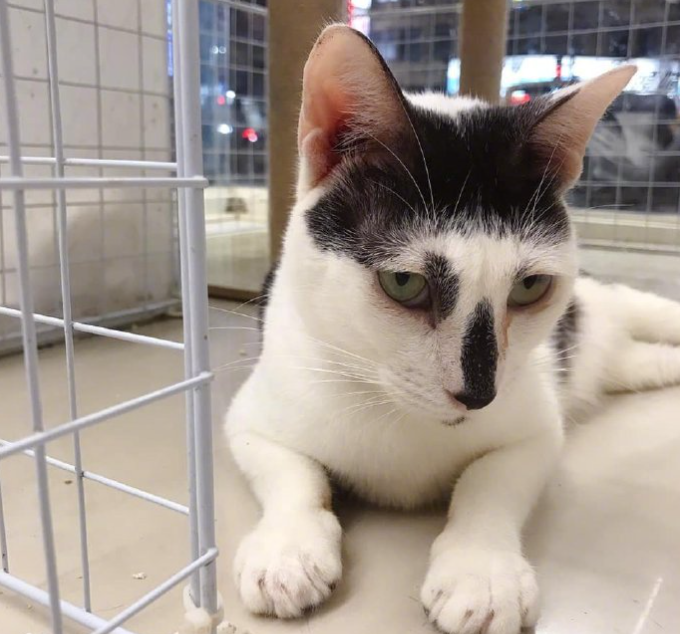 一只奶牛猫长得会有多潦草?看到第一只我就震惊了(图10)