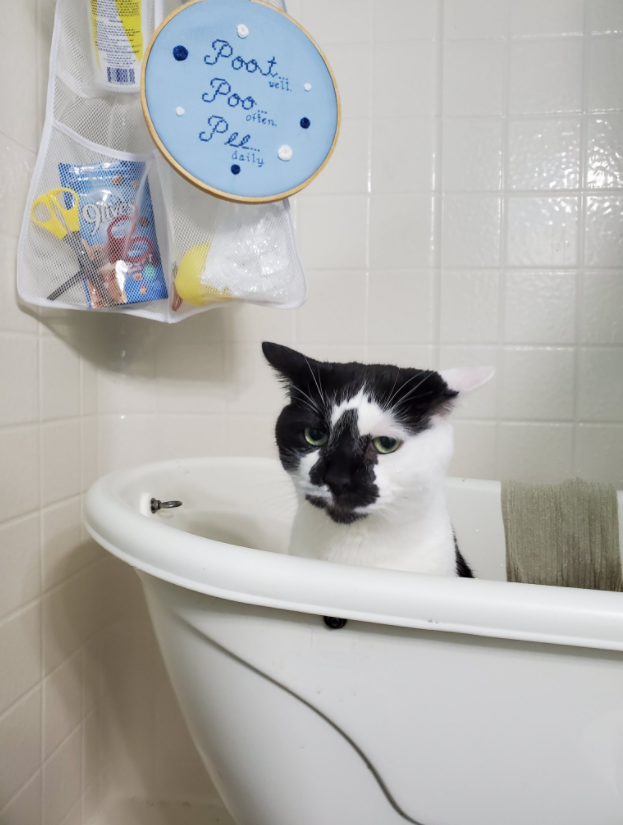 一只奶牛猫长得会有多潦草?看到第一只我就震惊了(图12)