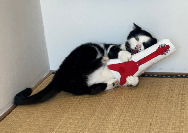 一只奶牛猫长得会有多潦草?看到第一只我就震惊了(图14)