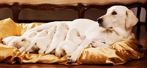 母犬产后应该怎么护理?母犬产后的护理流程(狗狗坐月子)(图1)