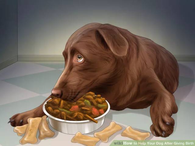 母犬产后应该怎么护理?母犬产后的护理流程(狗狗坐月子)(图2)