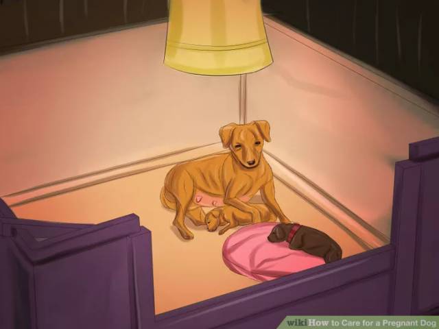 母犬产后应该怎么护理?母犬产后的护理流程(狗狗坐月子)(图4)