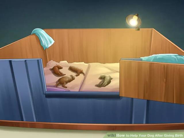 母犬产后应该怎么护理?母犬产后的护理流程(狗狗坐月子)(图5)