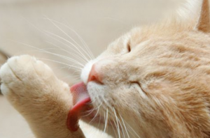 猫毛球症需要手术吗?(图1)