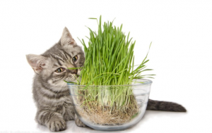 猫毛球症需要手术吗?(图3)