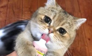 猫毛球症需要手术吗?(图4)