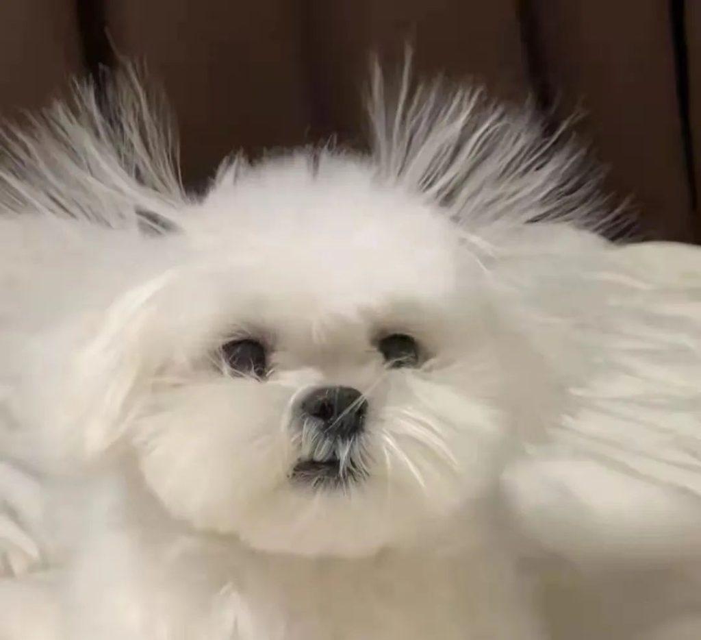 犬瘟试纸怎么用?犬瘟抽搐吃什么药管用?狗狗犬瘟相关问题总结分享(图2)