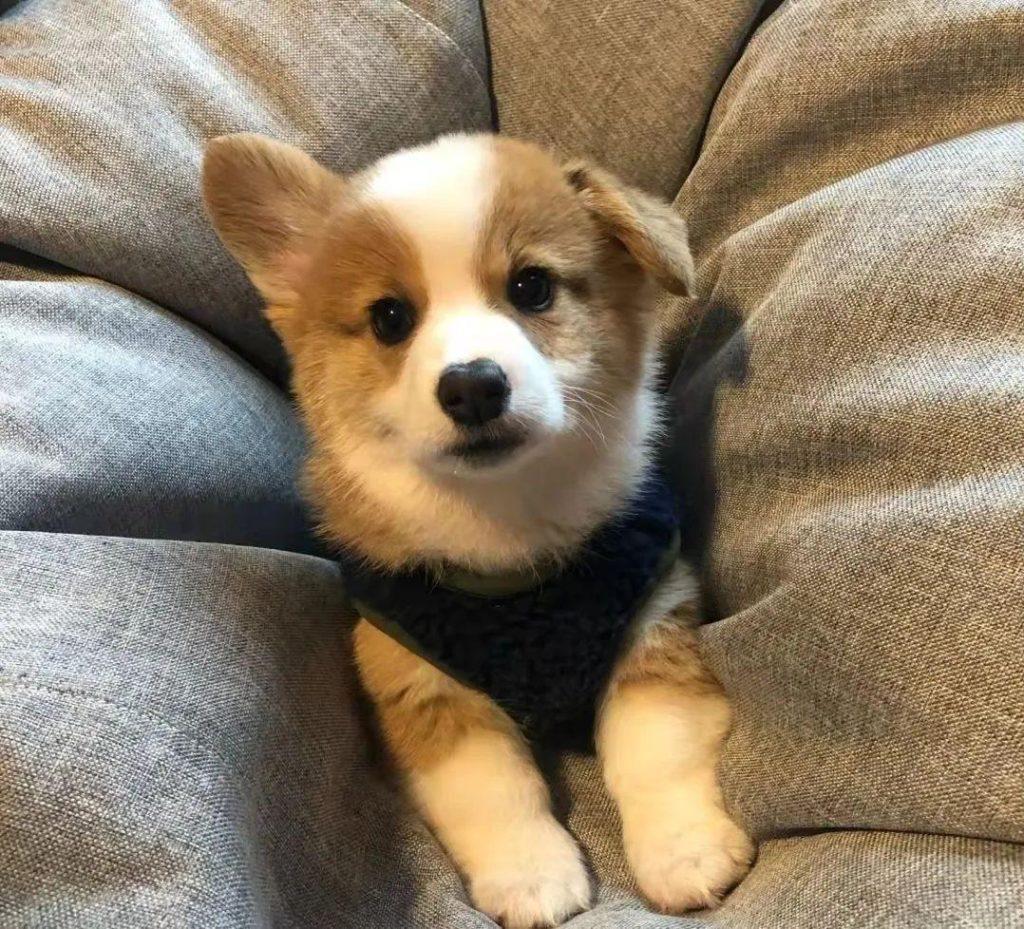 犬瘟试纸怎么用?犬瘟抽搐吃什么药管用?狗狗犬瘟相关问题总结分享(图1)