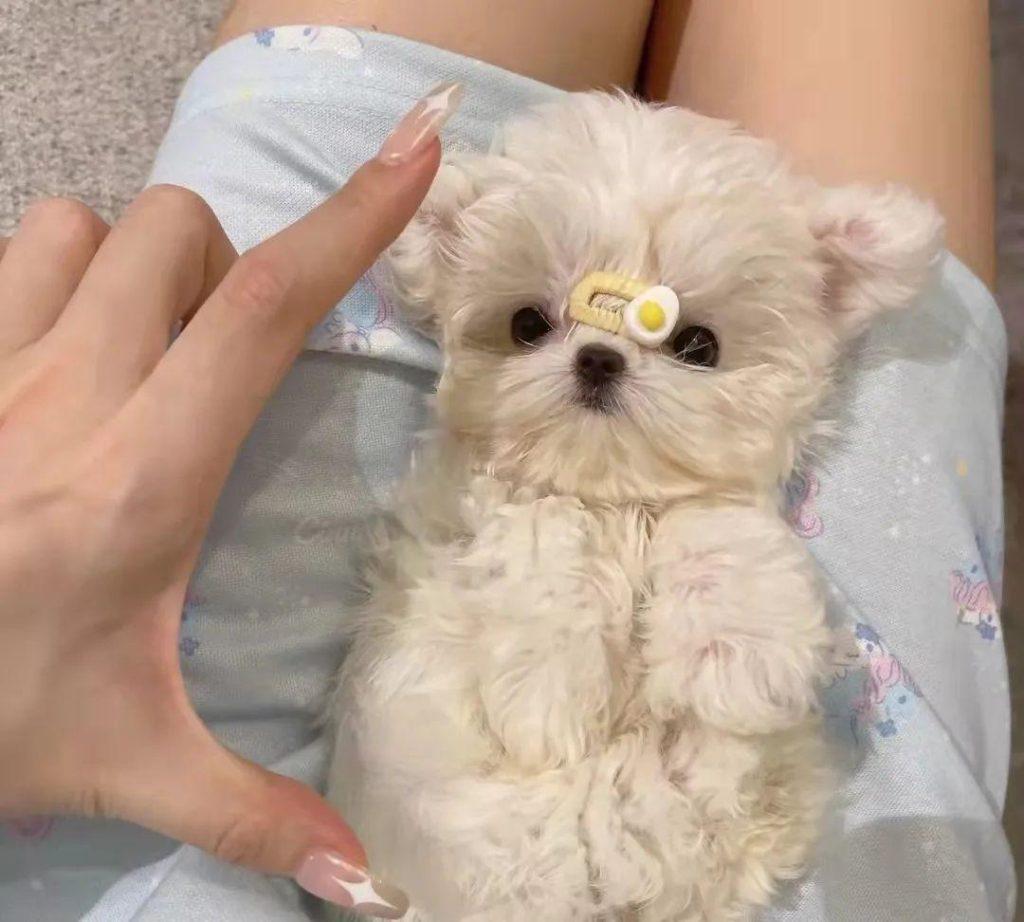 犬瘟试纸怎么用?犬瘟抽搐吃什么药管用?狗狗犬瘟相关问题总结分享(图3)