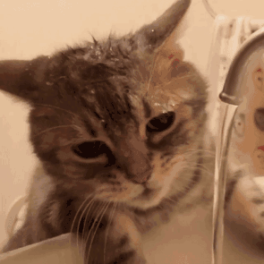 如何增加猫咪的饮水量?猫咪不爱喝水会有什么危害吗?(图6)