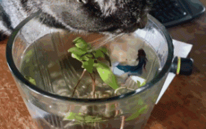 如何增加猫咪的饮水量?猫咪不爱喝水会有什么危害吗?(图7)