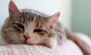 如何增加猫咪的饮水量?猫咪不爱喝水会有什么危害吗?(图11)