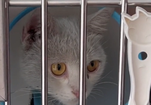 被打伤也不离开的流浪猫,因为有它想吃的食物(图3)