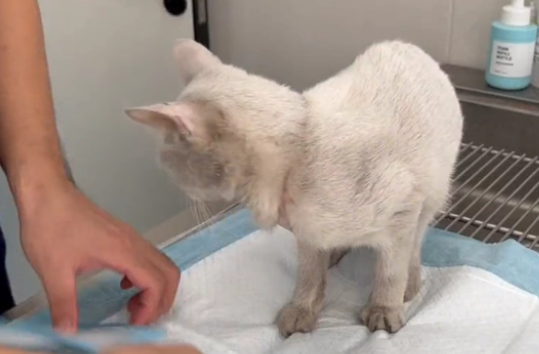 被打伤也不离开的流浪猫,因为有它想吃的食物(图2)