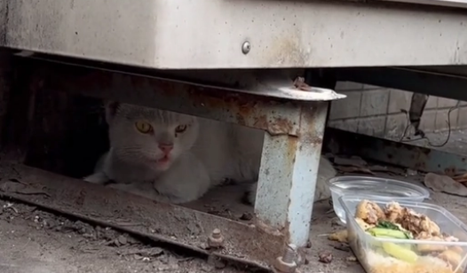 被打伤也不离开的流浪猫,因为有它想吃的食物(图1)