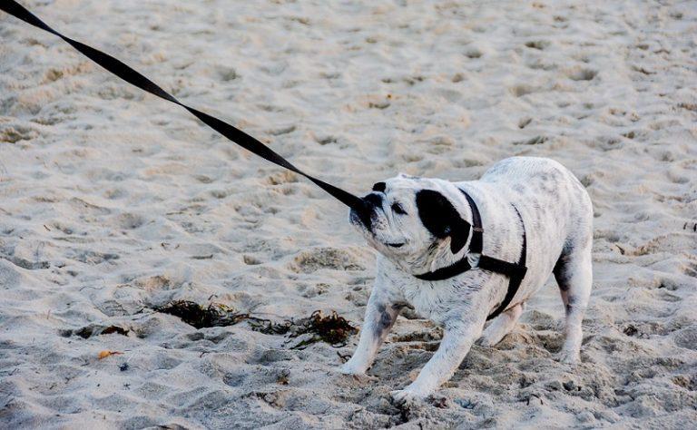 狗狗“拒绝走路”怎么办?一些可以解决“狗狗拒绝走路”的办法(图1)