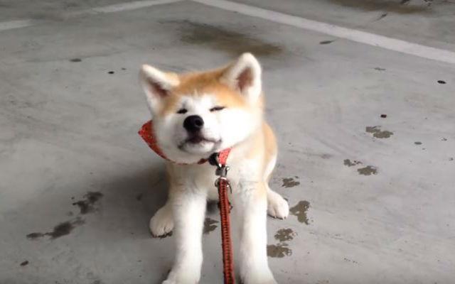 狗狗“拒绝走路”怎么办?一些可以解决“狗狗拒绝走路”的办法(图2)