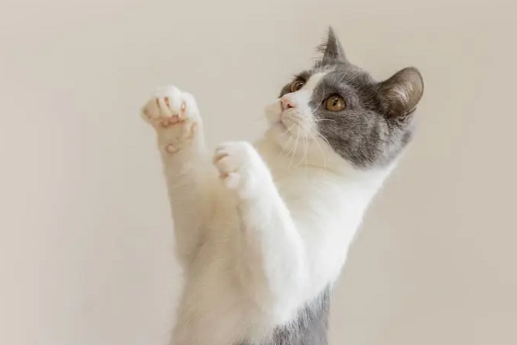 猫咪的屁股可以摸吗?为什么一摸屁股猫就生气?(图1)