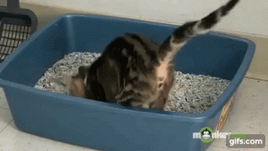 如何在日常生活中判断猫咪尿尿是否正常?患病的猫咪在排尿时会嚎叫吗?(图4)