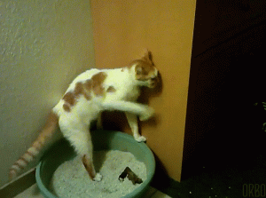 如何在日常生活中判断猫咪尿尿是否正常?患病的猫咪在排尿时会嚎叫吗?(图5)