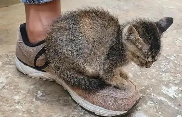 路上被狸花猫“碰瓷”,在原地俩小时不敢动(图1)