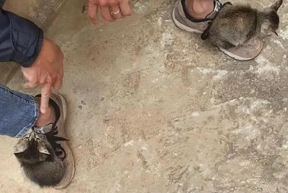 路上被狸花猫“碰瓷”,在原地俩小时不敢动(图2)