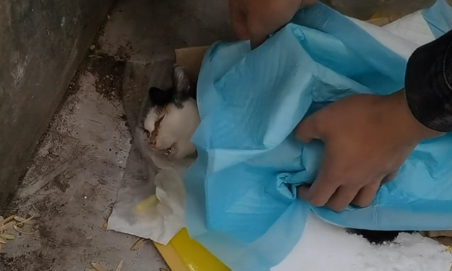 被老鼠粘粘住后的三花猫,获救后,性格大变(图2)