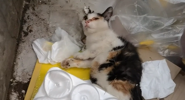 被老鼠粘粘住后的三花猫,获救后,性格大变(图1)