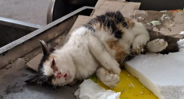 被老鼠粘粘住后的三花猫,获救后,性格大变(图4)