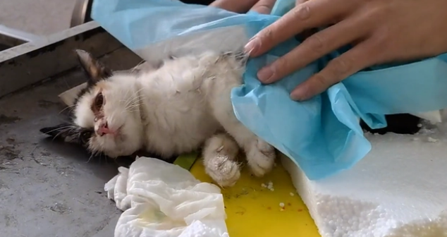 被老鼠粘粘住后的三花猫,获救后,性格大变(图5)