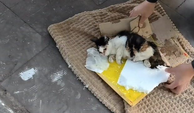 被老鼠粘粘住后的三花猫,获救后,性格大变(图6)