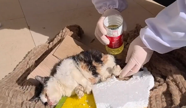 被老鼠粘粘住后的三花猫,获救后,性格大变(图7)