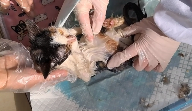 被老鼠粘粘住后的三花猫,获救后,性格大变(图8)