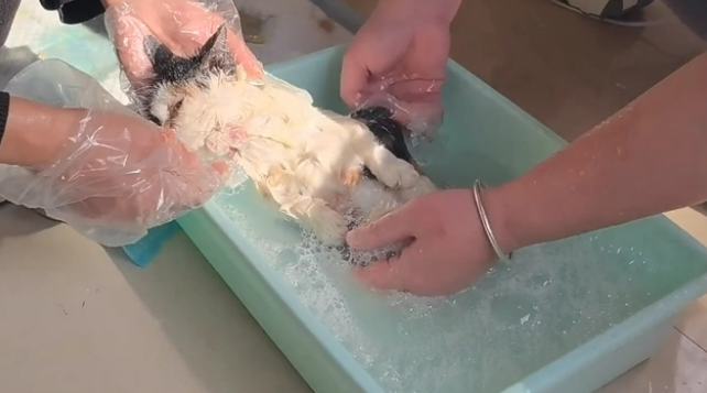 被老鼠粘粘住后的三花猫,获救后,性格大变(图9)