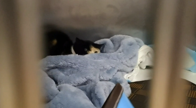 被老鼠粘粘住后的三花猫,获救后,性格大变(图10)