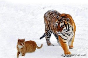 喵星人最正确的喂养方式介绍(图3)