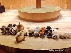 喵星人最正确的喂养方式介绍(图4)