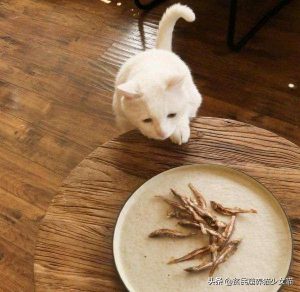 喵星人最正确的喂养方式介绍(图10)